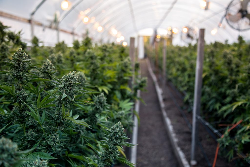County Allocates $5 Million to Combat Illegal Cannabis Grows and Dispensaries