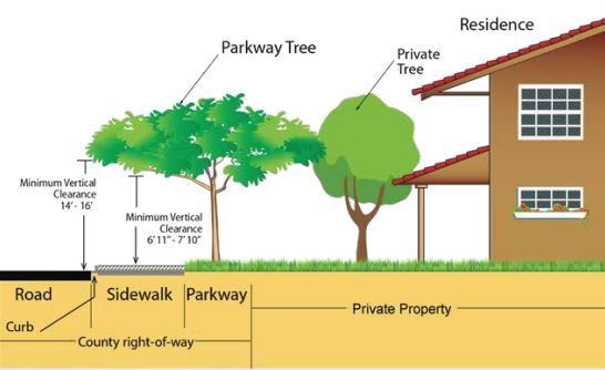 Barger Spotlights Availability of Free Parkway Trees During Earth Month