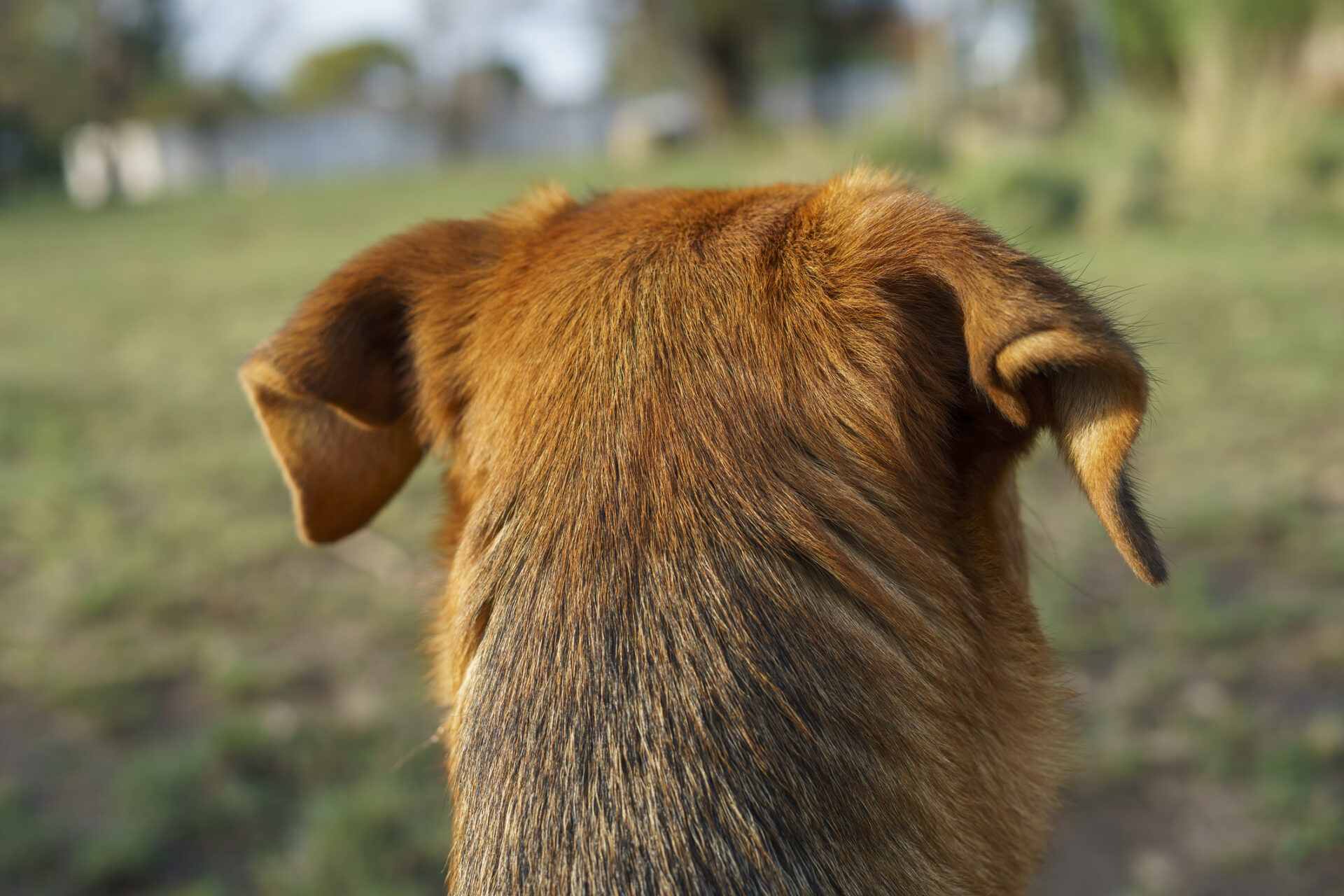 head of a dog looking at the horizon seen from behind
