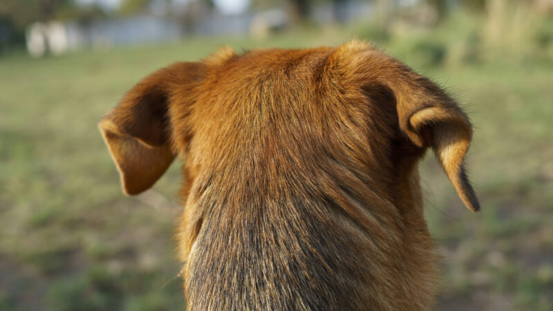 head of a dog looking at the horizon seen from behind